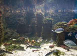 Getxo Aquarium