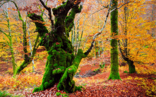 Paisajes naturales en España para descubrir este otoño
