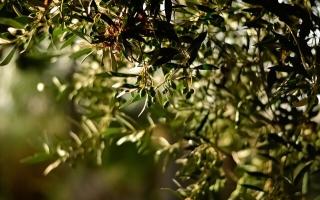 Oleoturismo: adéntrate en el mundo del aceite de oliva