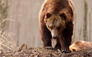 Dónde ver osos en España