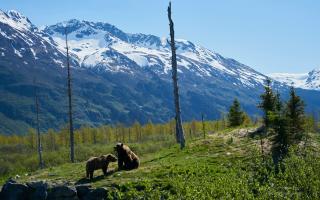 ¿Por qué se extinguieron los osos en Los Pirineos?
