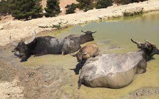 Safaris en España, descubre el lado más salvaje