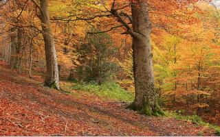 4 paisajes para descubrir en otoño