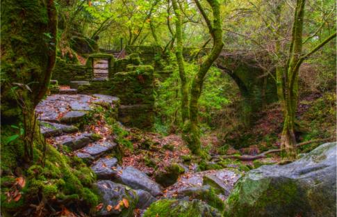 De ruta por las Fragas do Eume, el bosque gallego que enamora