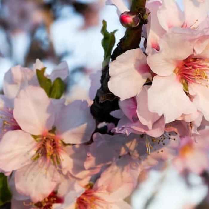 Los mejores lugares para ver almendros en flor en España - Clubrural