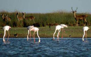 Tres formas de conocer el Parque Natural de Doñana