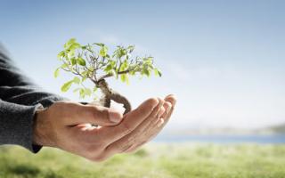 Día del Medio Ambiente: planta un árbol, regala vida